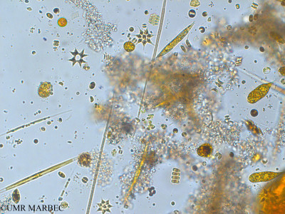 phyto/Pertuis Charentais/Tasdon_st6/PAMPAS 2019-2021/Rhabdogloea sp (TASDON_St6_230719-005).tif(copy)_thumb.jpg